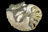 Fossil Hoploscaphites Ammonite - South Dakota #180832-1